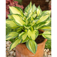 Хоста гибридная Колорд Халк