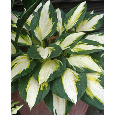 Хоста гибридная Колор Фестиваль