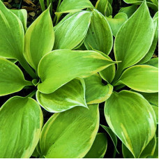 Хоста гибридная Датч Флейм