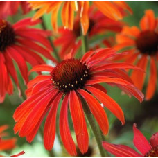 Эхинацея пурпурная Хот Саммер 