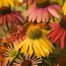 Эхинацея пурпурная Саммер Коктейл