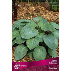 Хоста Зибольда Элеганс