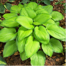 Хоста гибридная Гуакамоле