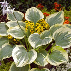 Хоста гибридная Бэнд ов Голд