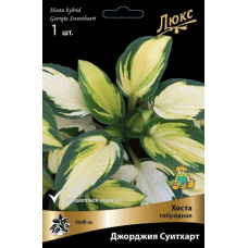 Хоста гибридная Джорджия Суитхарт