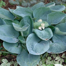 Хоста гибридная Абиква Дринкин Гурд