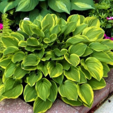 Хоста гибридная Голден Тиара 