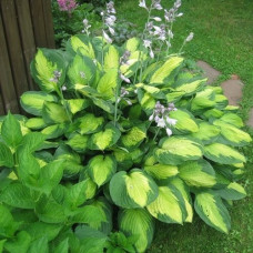 Хоста гибридная Леди Гуинневере 