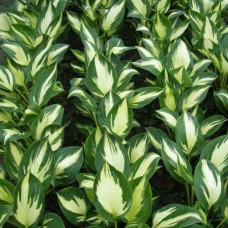 Хоста гибридная Морнинг Стар 