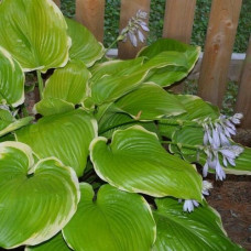 Хоста гибридная Винтер Сноу 