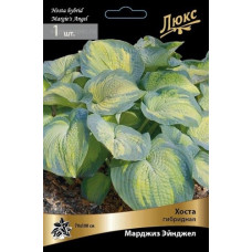 Хоста гибридная Марджиз Эйнджел