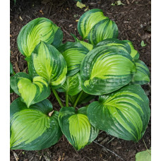 Хоста гибридная Адорабл