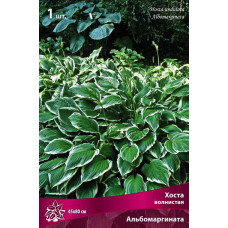 Хоста волнистая Альбомаргината