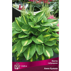 Хоста гибридная Анна Кульпа