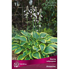 Хоста гибридная Атлантис