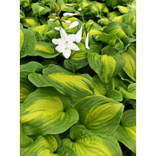 Хоста гибридная Авокадо