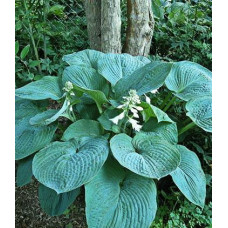 Хоста гибридная Блу Амбреллаз