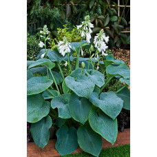Хоста гибридная Брессингем Блу