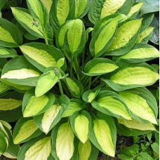 Хоста гибридная Джипси Роуз