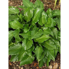 Хоста гибридная Инвинсибл