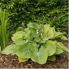 Хоста гибридная Голден Медальон