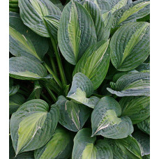 Хоста гибридная Киви Фулл Монти