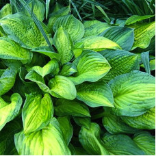 Хоста Мидвет Мэджик 