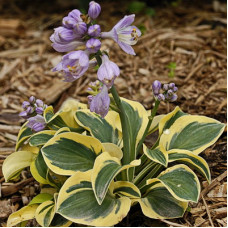 Хоста Майти Маус