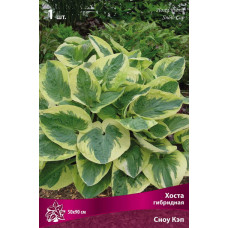Хоста гибридная Сноу Кэп  