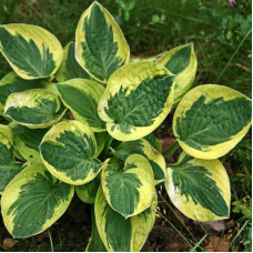 Хоста гибридная Вайд Брим