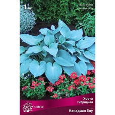 Хоста гибридная Канадиан Блу