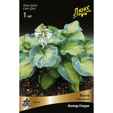 Хоста гибридная Колор Глори