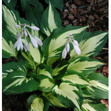 Хоста гибридная Крисмас Кэнди 