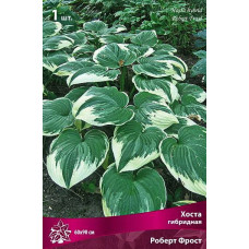 Хоста гибридная Роберт Фрост