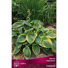 Хоста гибридная Самурай