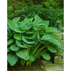 Хоста гибридная Ти Рекс