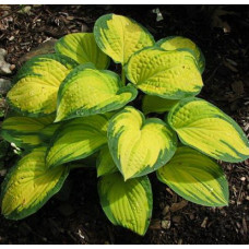 Хоста гибридная Ориндж Мармелад