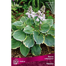 Хоста гибридная Пиззазз