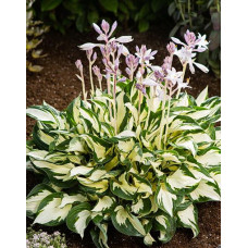 Хоста гибридная Пол Ревир