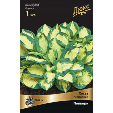 Хоста гибридная Попкорн