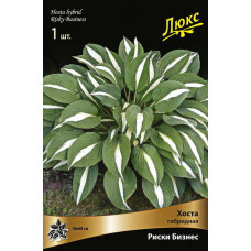 Хоста гибридная Риски Бизнес