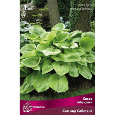 Хоста гибридная Сам энд Сабстанс