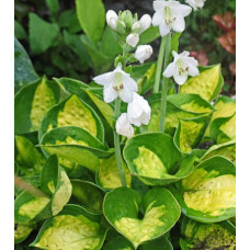 Хоста гибридная Сансет Грувз