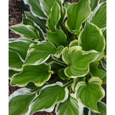 Хоста гибридная Со Свит