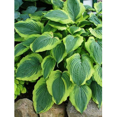 Хоста гибридная Спартак