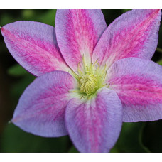 Клематис Чэйндж оф Харт (крупноцветковый) (Серия ЛЮКС)