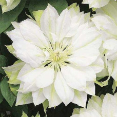 Клематис крупноцветковый Юкиокоши