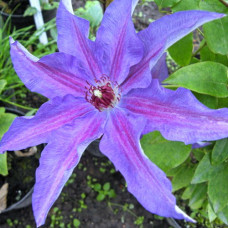 Клематис Дети Варшавы (крупноцветковый)