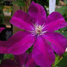 Клематис Хонора (крупноцветковый) (капер)