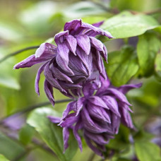 Клематис Мэри Роуз (ботанический)